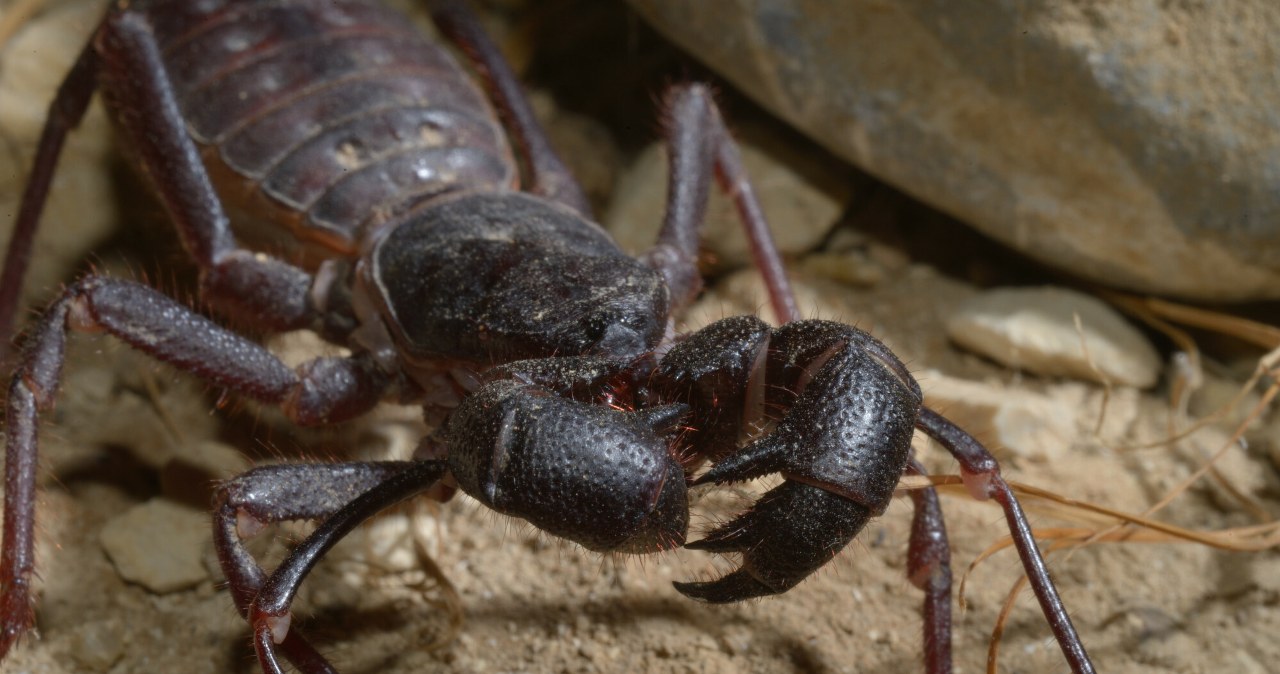 Te zwierzęta wielu przerażają. Pająki, skorpiony, kleszcze, solfugi. Znasz je?