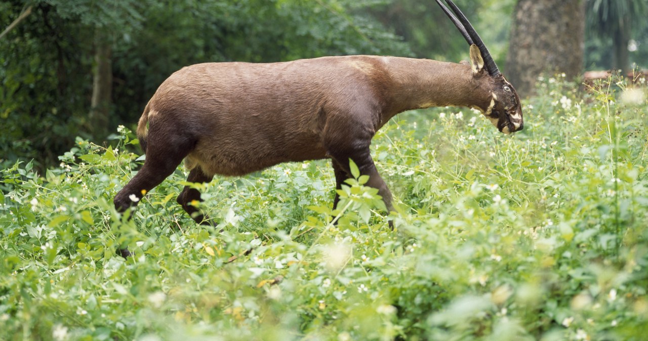 Jeszcze niedawno nikt nie wiedział, że saola istnieje. Dzisiaj mamy jej DNA