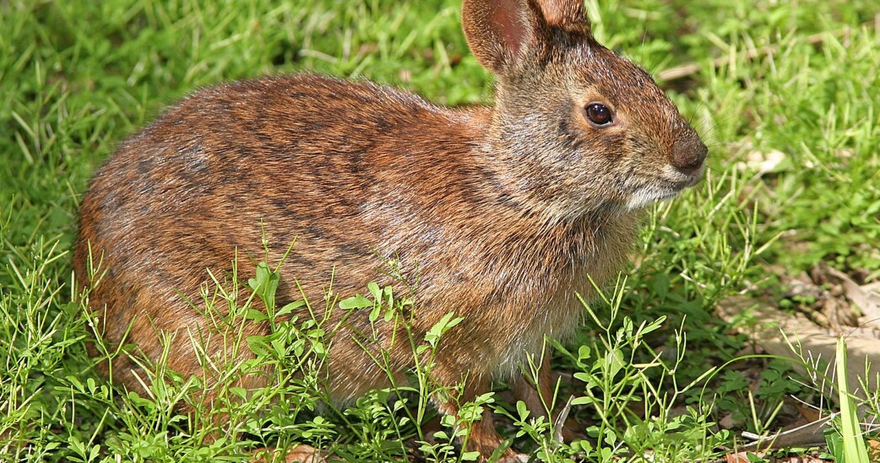 Królak samotniczy zjawił się po 120 latach. Meksykanie zachwyceni