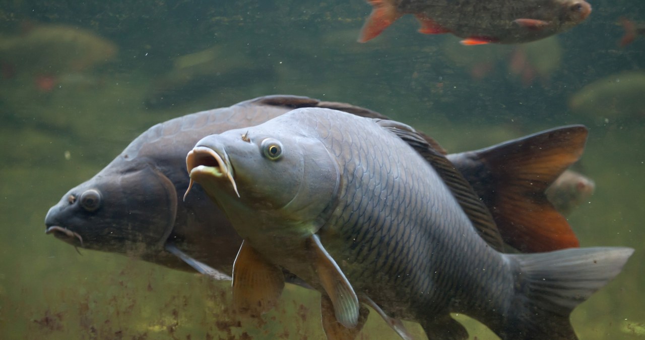 Australia ma wielki problem. Chodzi o inwazyjne karpie