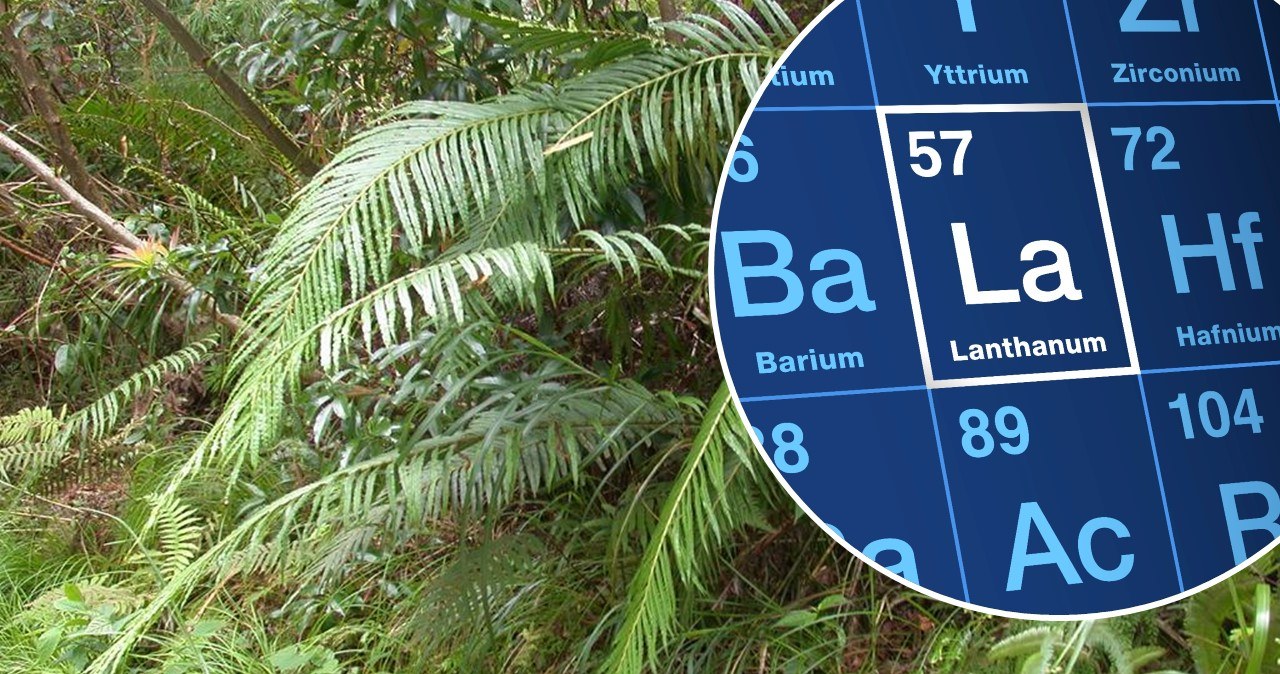 Ta roślina produkuje najcenniejsze metale na świecie. Naukowcy zaskoczeni