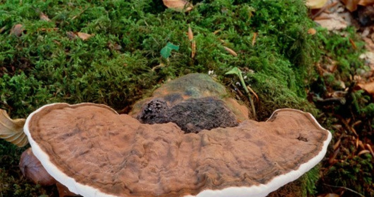 Grzyb długowieczności rośnie w Polsce. W Japonii to wielki rarytas