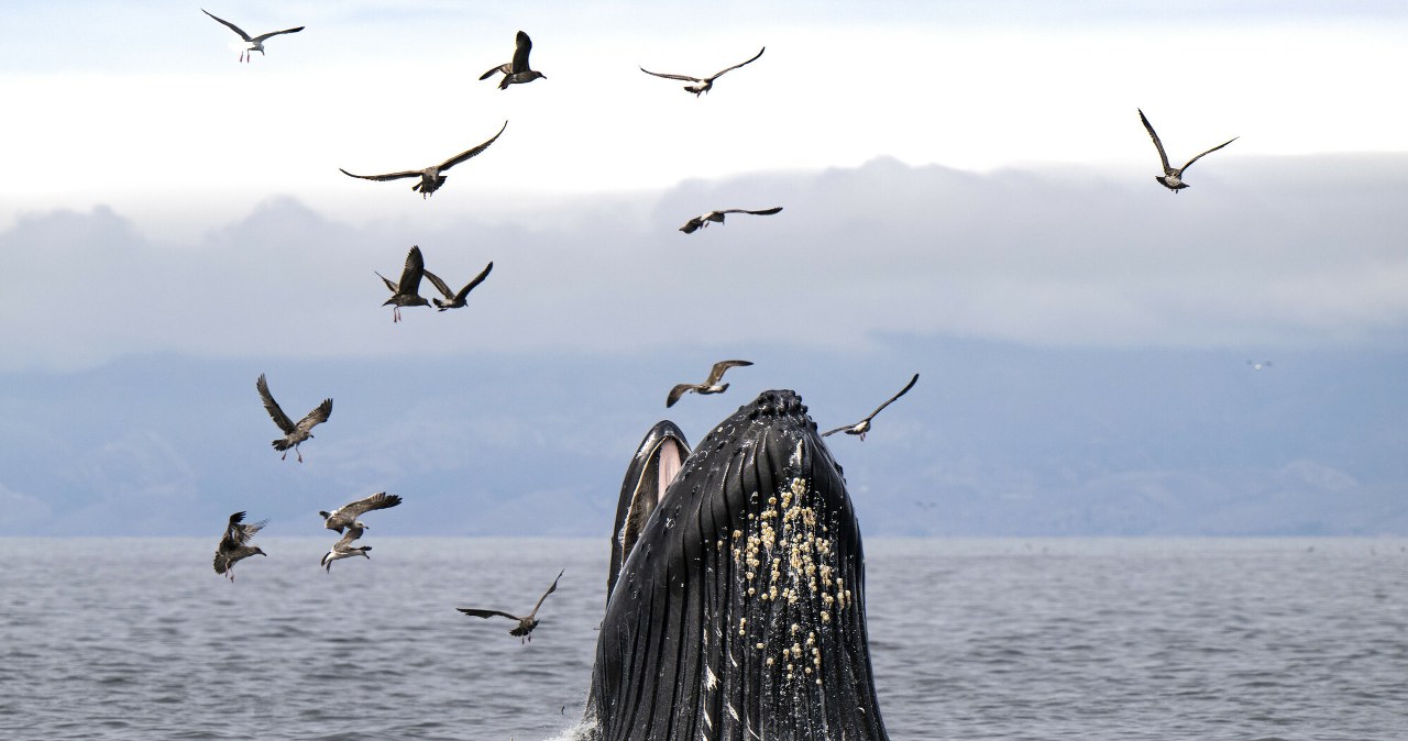 Wieloryby i rekiny umierają z głodu. Przyczyną jest zmiana klimatu