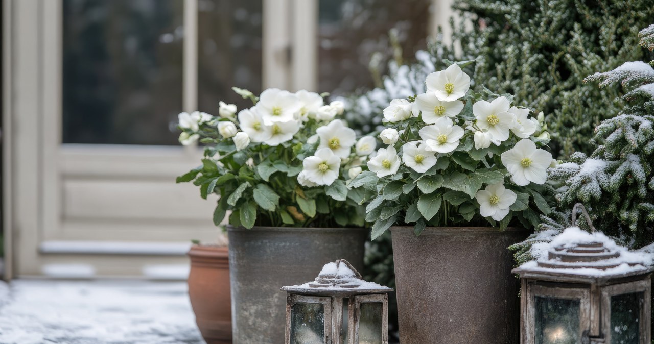 Zimowa róża na balkonie i w ogrodzie. W chłodzie rozkwita najpiękniej