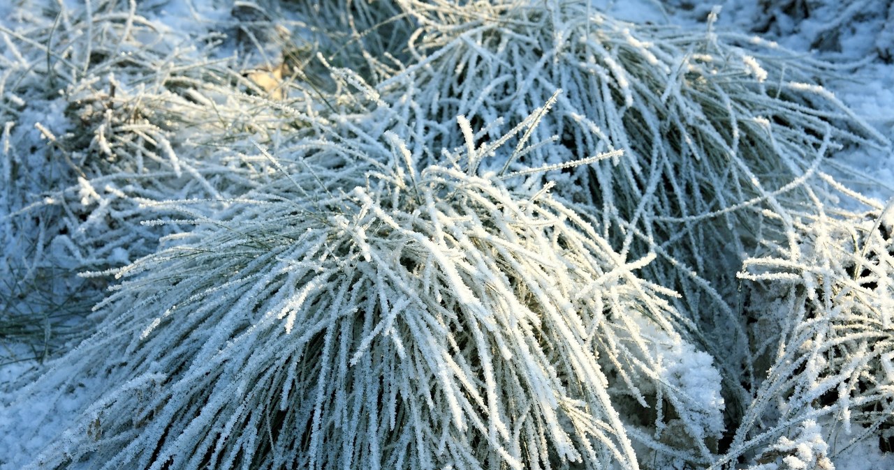 Zrób to w ogrodzie po pierwszych mrozach. Rośliny ci podziękują