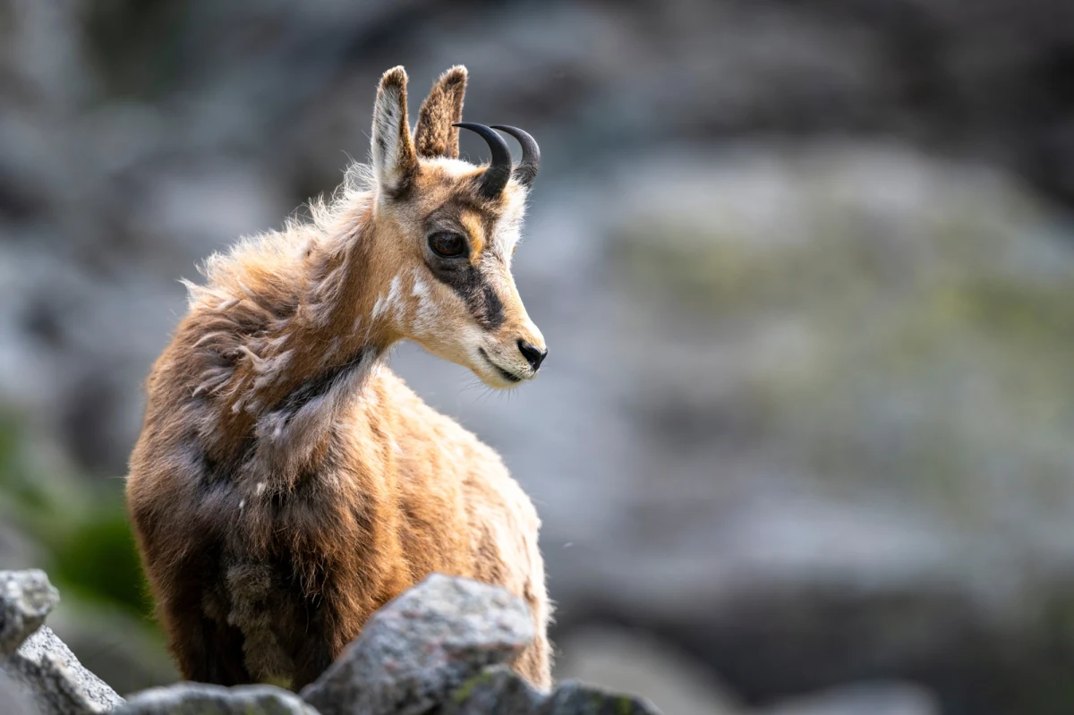 805 – tylu kozic doliczyli się wspólnie Polacy i Słowacy w trakcie jesiennego liczenia tych zwierząt. Dane opublikowane przez słowacki Tatrzański Park Narodowy (TANAP) wskazują na 15-procentowy spadek liczebności w porównaniu z ubiegłym rokiem.