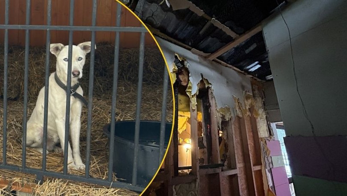 Pomoc dla schroniska "Bubinkowo" po pożarze. Trwa walka o odbudowę i los zwierząt