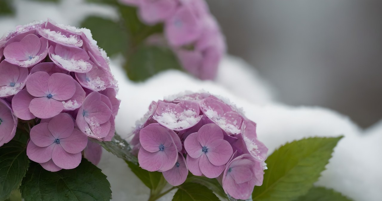 Oto co możesz zrobić ze śniegiem w ogrodzie. Rośliny będą silniejsze