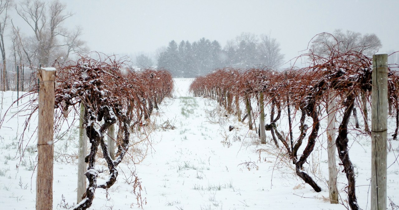 Zrób to z winoroślą w listopadzie. choćby spory mróz nie będzie jej straszny