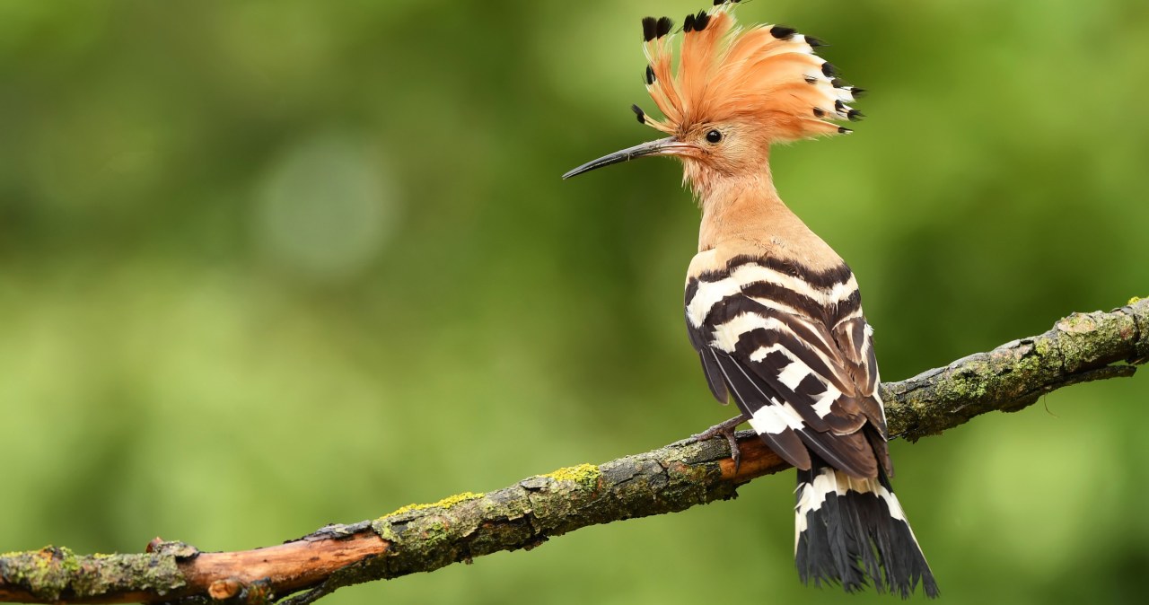 Dudek to jeden z najdziwniejszych ptaków Europy. Powoli wymiera
