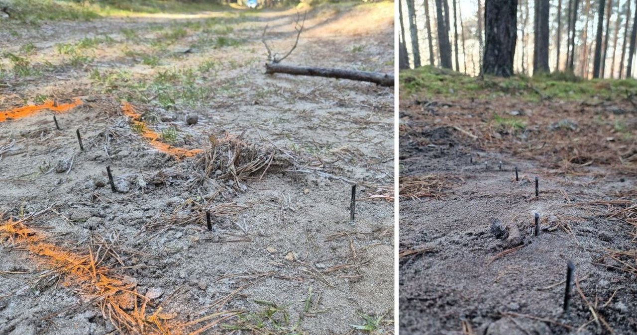 Przewóz. Ostre pręty na leśnej drodze. „Realne zagrożenie”