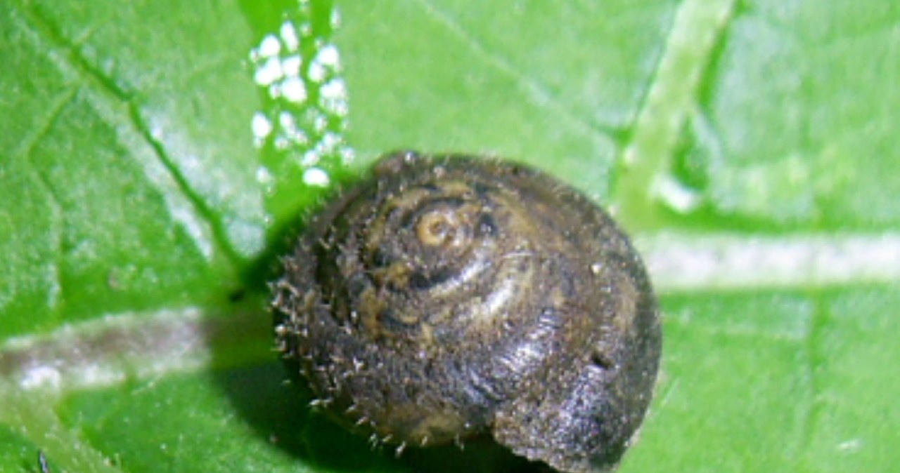 Włochaty ślimak jest tylko w Londynie. Akcja ratunkowa w Wlk. Brytanii