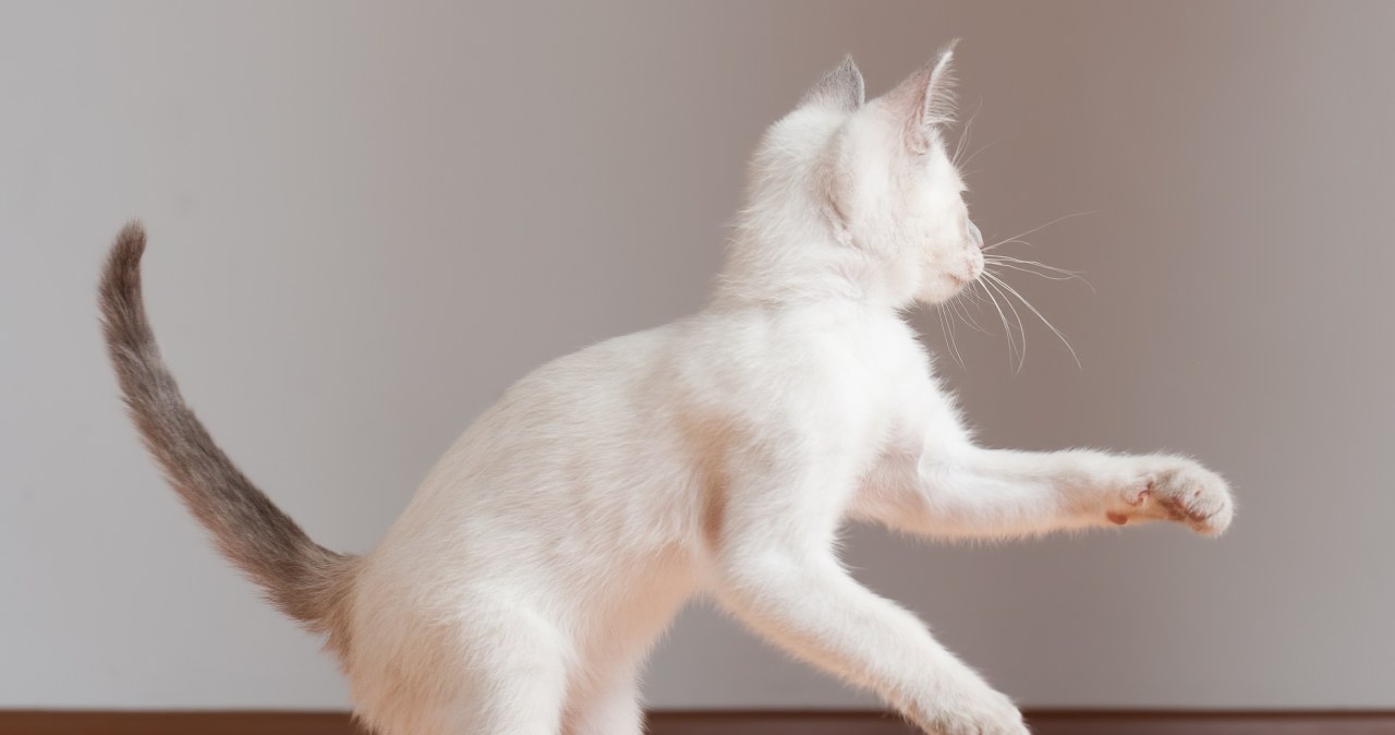 Kot zachowuje się w ten sposób? To może być oznaka choroby