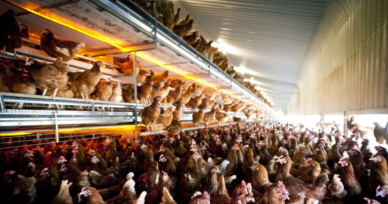 Przemysłowe molochy bez decyzji środowiskowych? Przyrodnicy ostrzegają