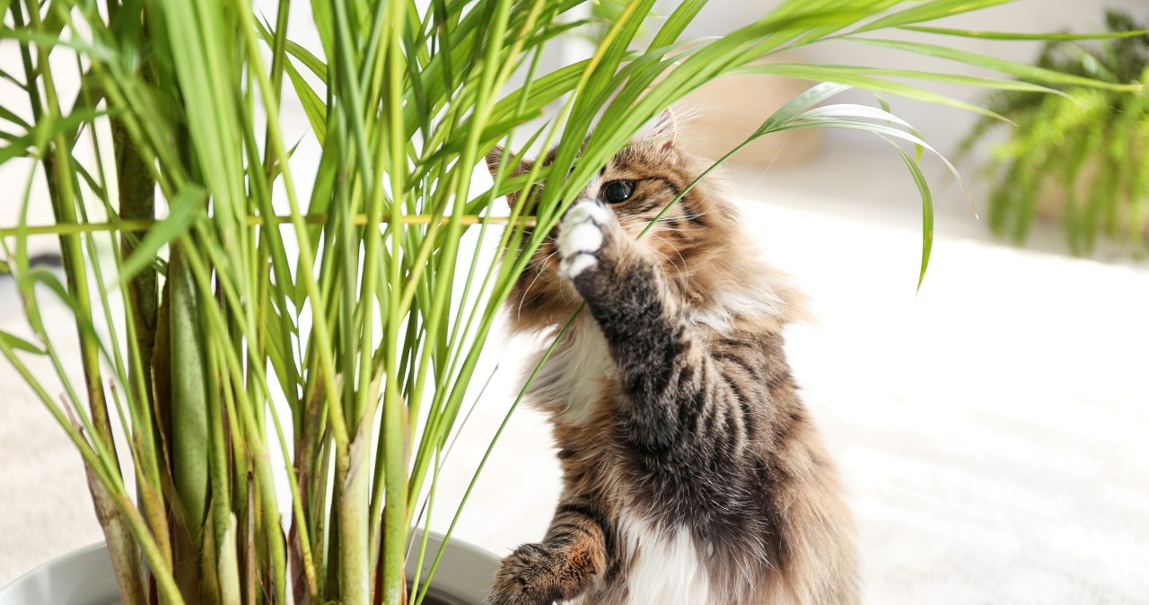Nigdy nie trzymaj ich w domu! Te rośliny są silnie trujące dla kotów
