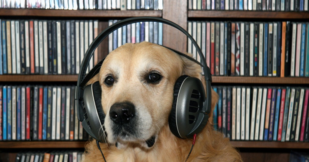 Sprawdzili, czy muzyka działa na psy. Wyniki badań są zaskakujące