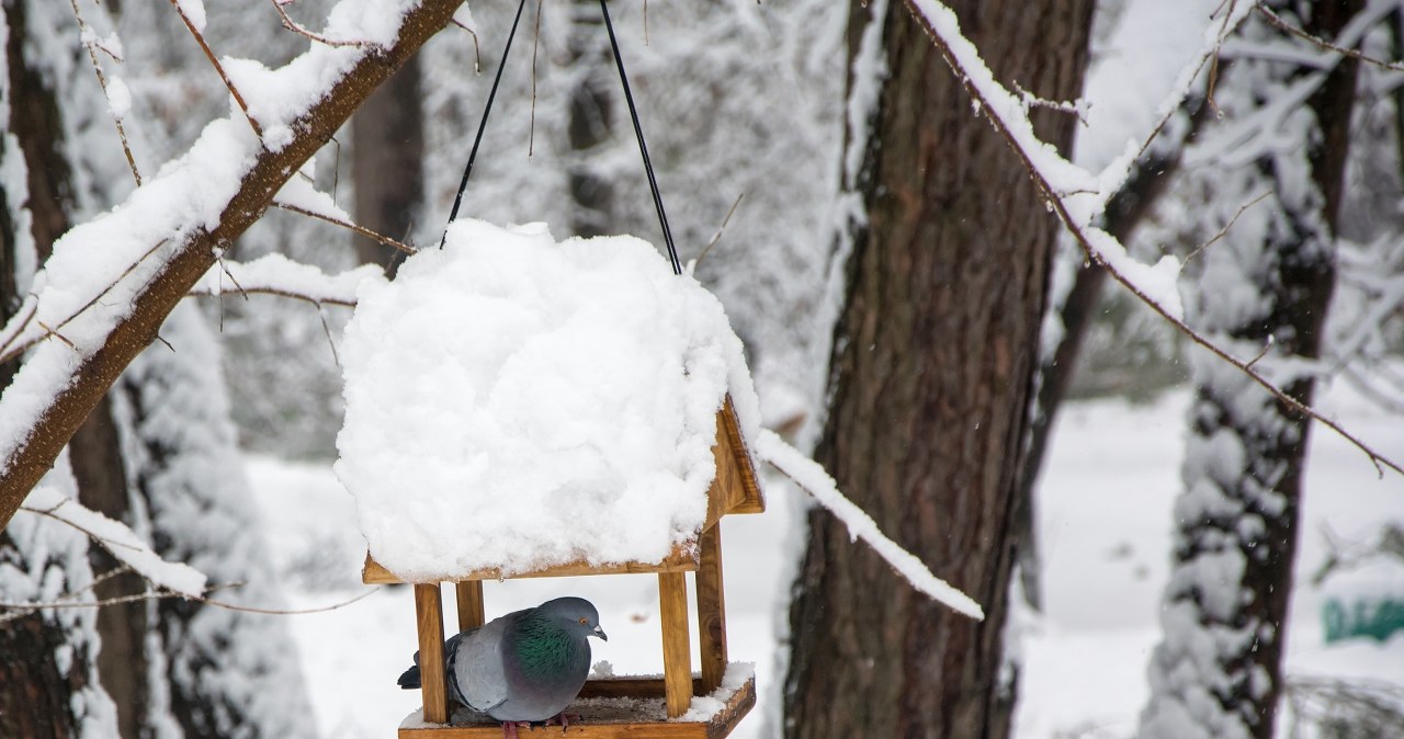 Tego nigdy nie wkładaj do karmnika. Tylko zaszkodzisz ptakom
