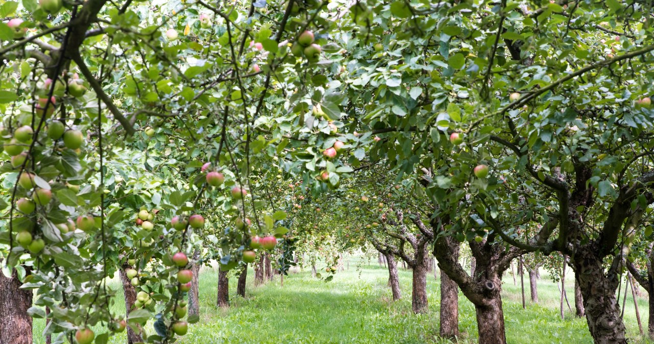 Jesienią miodówka zaatakowała drzewa owocowe? Oto co czeka cię na wiosnę
