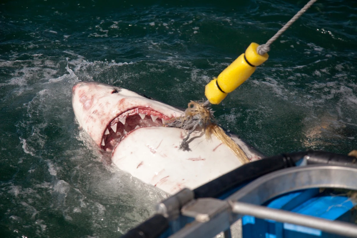 20-letnia kobieta nie żyje, a mężczyzna w tym samym wieku jest w stanie krytycznym - to tragiczne pokłosie ataku rekina u wybrzeży popularnej wśród turystów plaży w zatoce Crowdy Bay, położonej ponad 300 km na północ od Sydney. Poinformowały o tym w czwartek australijskie media. To już kolejny incydent z udziałem tych drapieżników w ostatnich tygodniach.