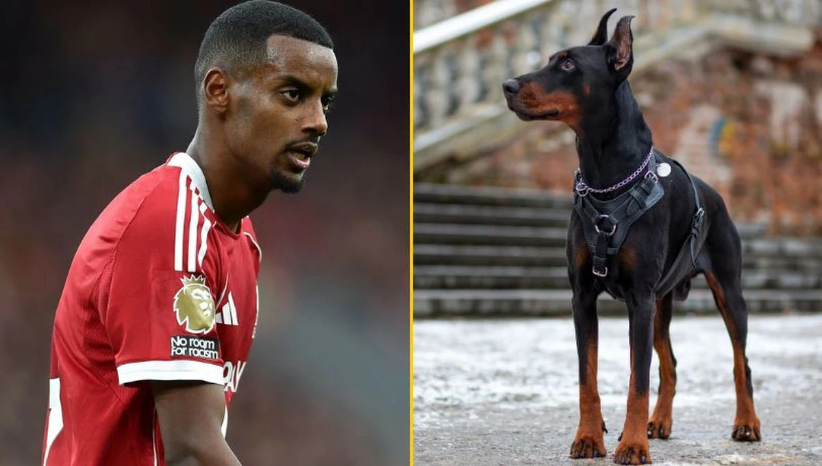 30 tys. funtów (czyli ponad 140 tys. zł) - tyle kosztował doberman, którego kupił szwedzki napastnik Liverpoolu Alexander Isak. Piłkarz zdecydował się na taki zakup z powodu wielu pogróżek, w tym śmierci, od kibiców swojego poprzedniego klubu Newcastle.