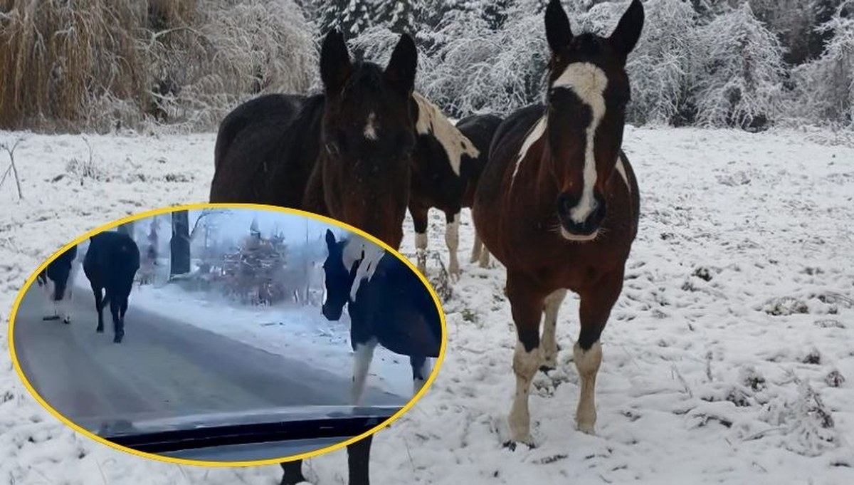 Konie na gigancie. Policja musiała interweniować na drodze