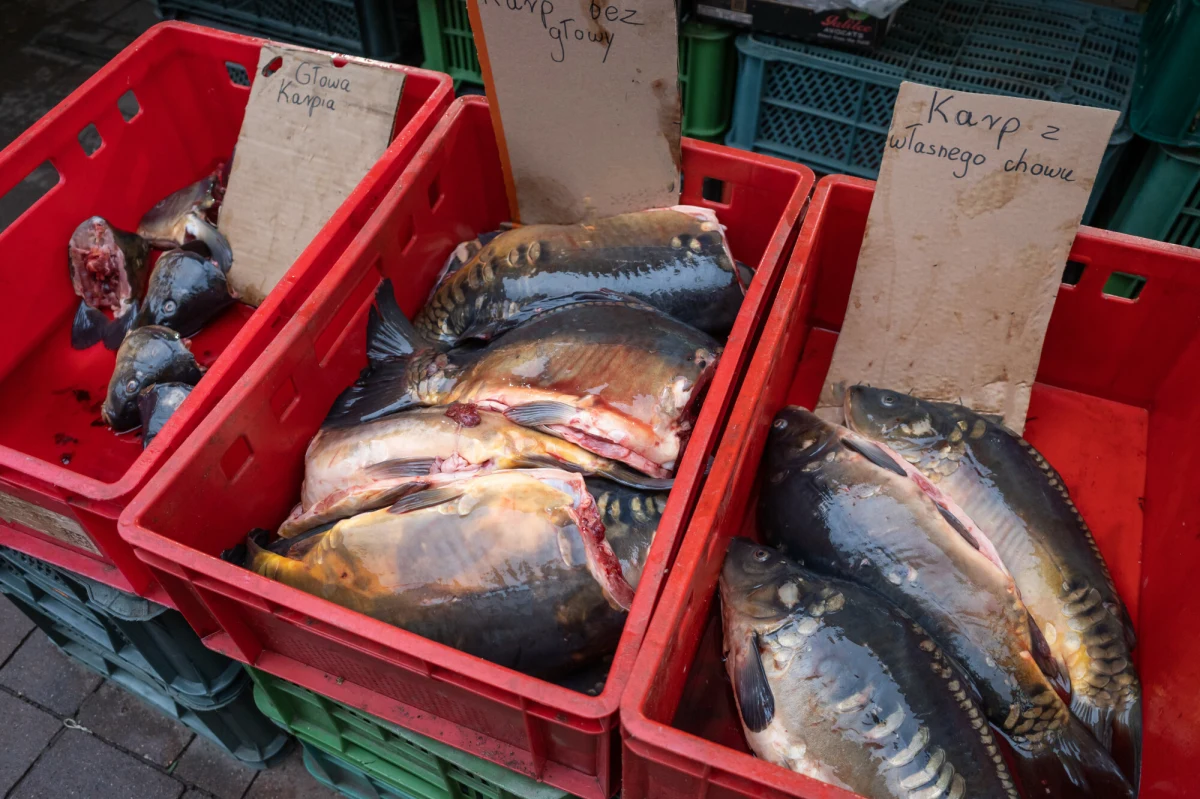 Cena karpia w tym roku pozostaje stabilna. Choć w ostatnich latach przed świętami Bożego Narodzenia notowano podwyżki, w obecnym roku nie są one przewidywane. Co ciekawe, Polacy na targowiskach pytają o inne "dobre, ale niedrogie ryby".