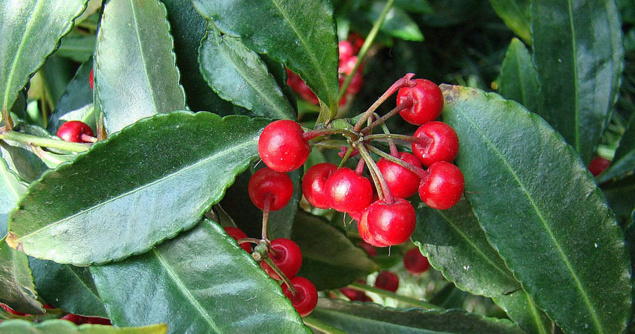 Ten krzew to hit na Boże Narodzenie. Wygląda jak z baśni