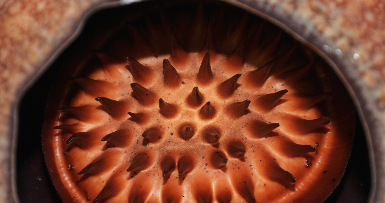 Aż 13 lat szukali ekstremalnie rzadkiej rośliny. Badacz płakał z radości