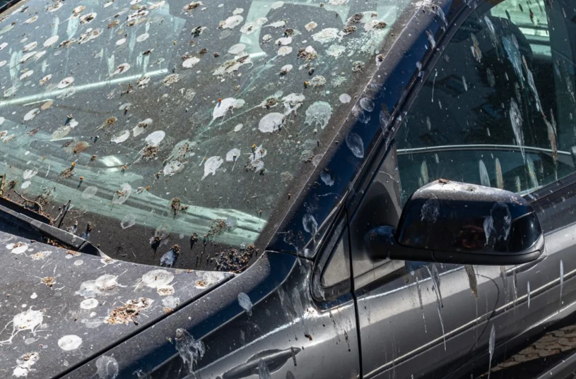 Odchody ptaków na aucie mogą uszkodzić lakier. Jak je bezpiecznie usunąć?