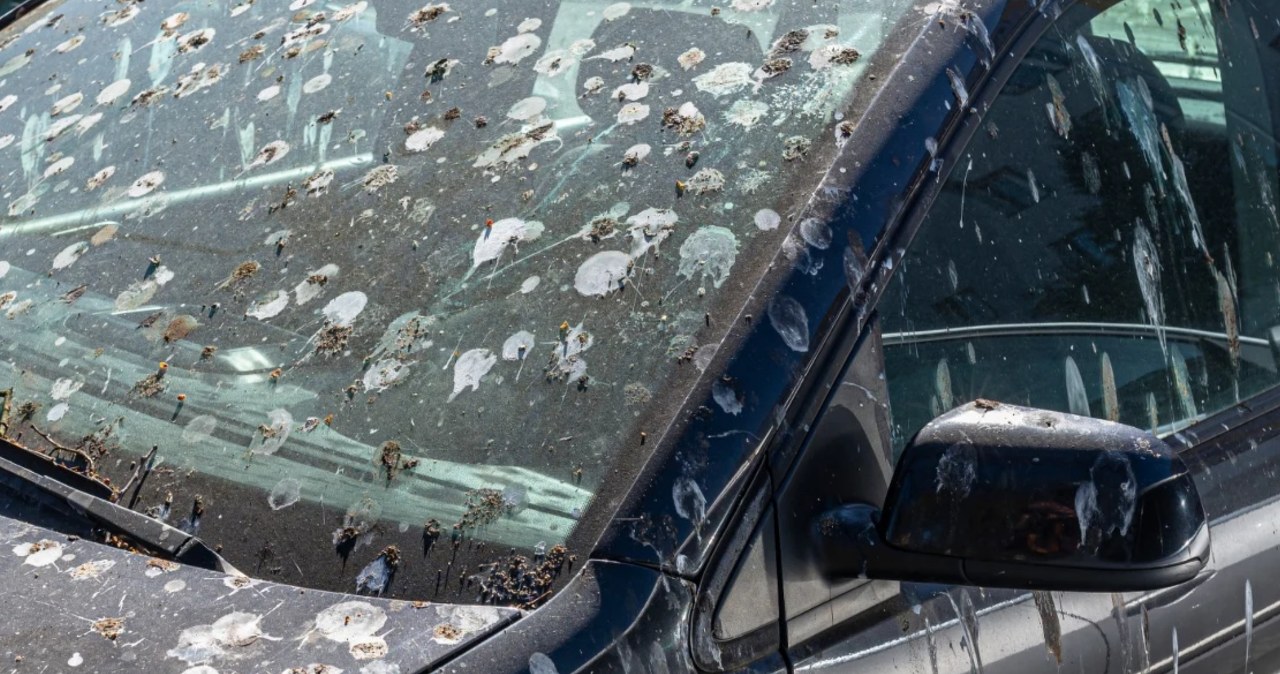 Odchody ptaków na aucie mogą uszkodzić lakier. Jak je bezpiecznie usunąć?