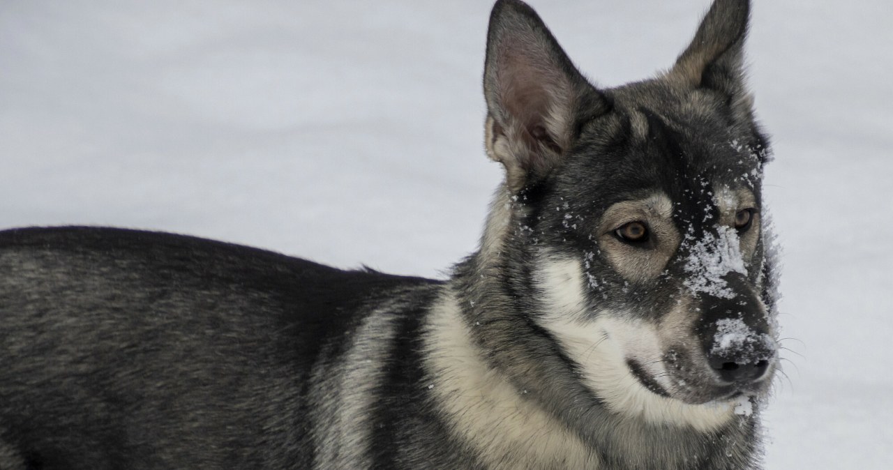 Przywiązane do ciągników bez budy. Trudna sytuacja psów na polskich wsiach