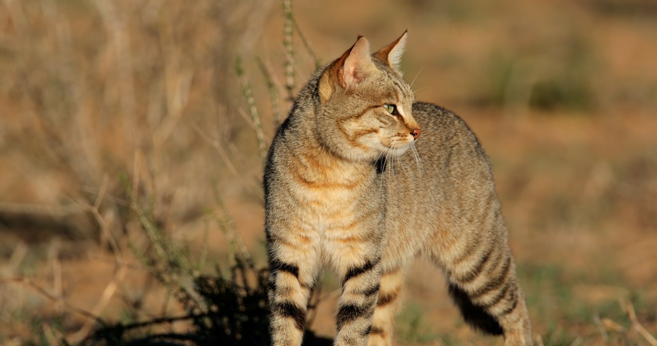 Zaskakujące wyniki badań na temat udomowienia kotów. Nowy rozdział historii Zaskakujące wyniki badań na temat udomowienia kotów. Nowy rozdział historii