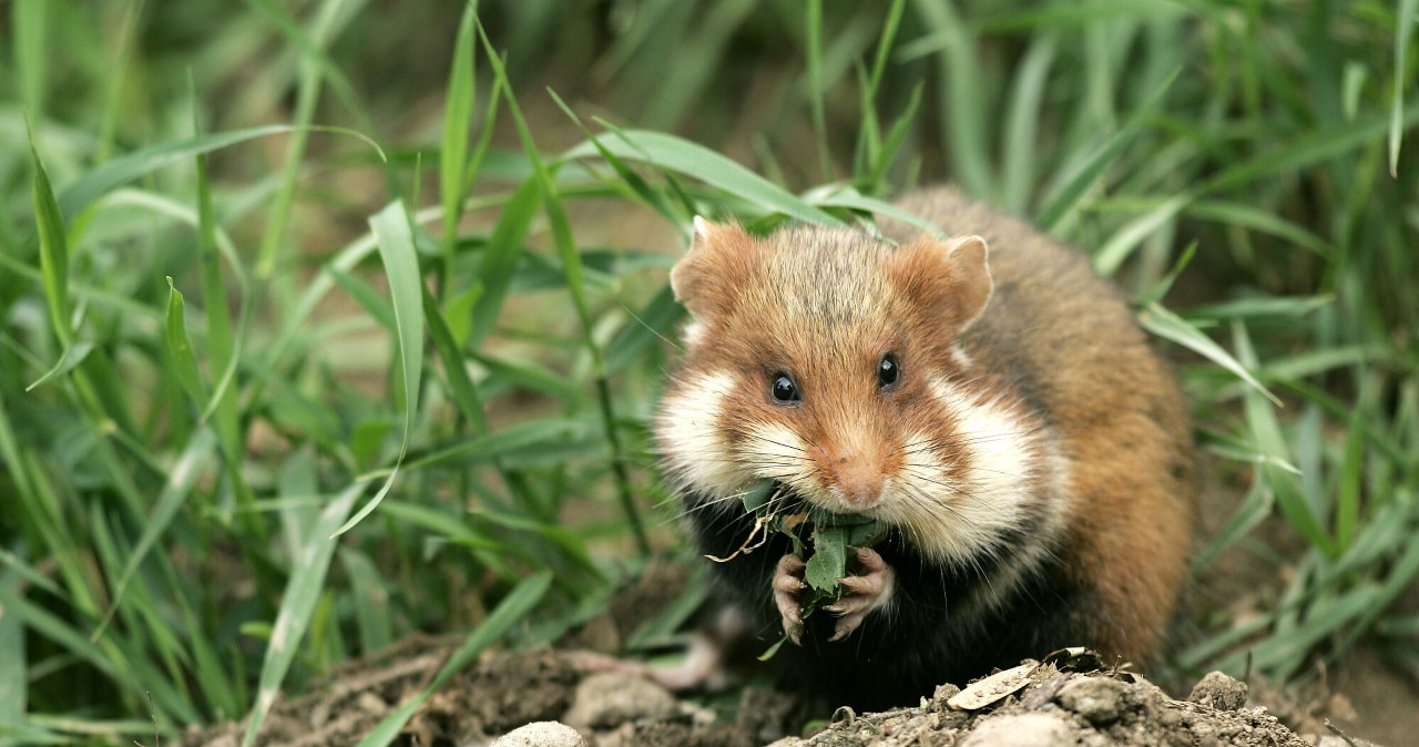 Wymierający gryzoń przegrał z deweloperem. Powstaną luksusowe penthousy