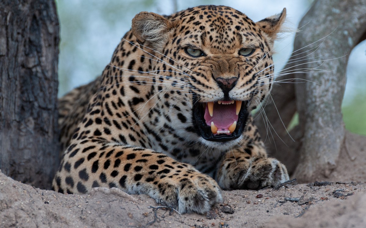 Roczna dziewczynka zabita przez lamparta w Indiach