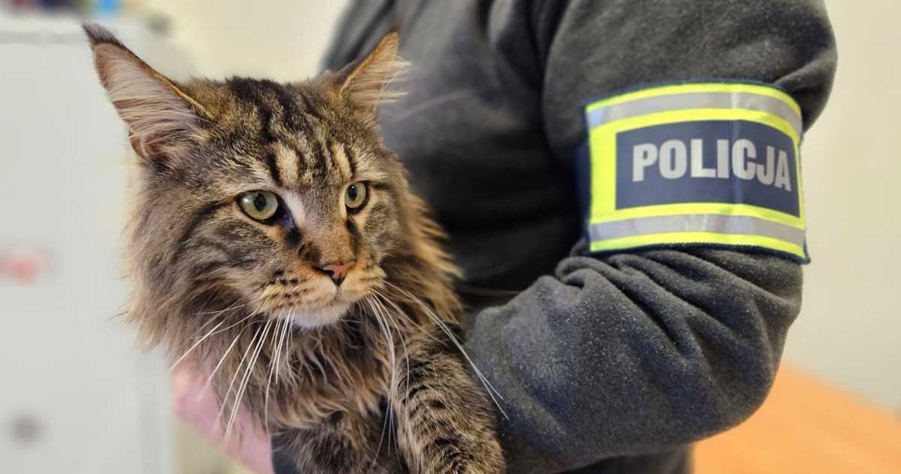 wiadomości,aktualności,Interia Kot za 12 tysięcy złotych zniknął z posesji. Złodziej nie zauważył kamery