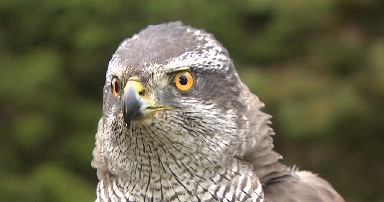 Badali jastrzębie w Puszczy Białowieskiej. Ujawnili coś strasznego Badali jastrzębie w Puszczy Białowieskiej. Ujawnili coś strasznego