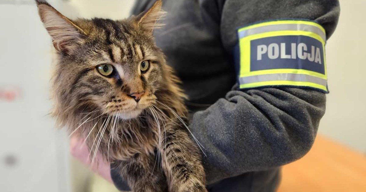 Z podwórka zniknął kot warty 12 tys. zł. Złodzieja przyłapała kamera