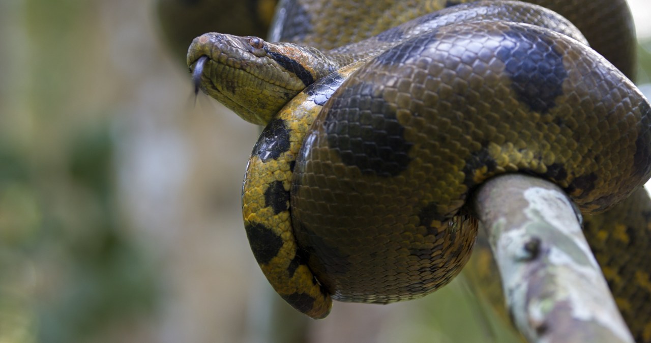 Anakondy są coraz częściej gośćmi miast Brazylii. Co się dzieje?