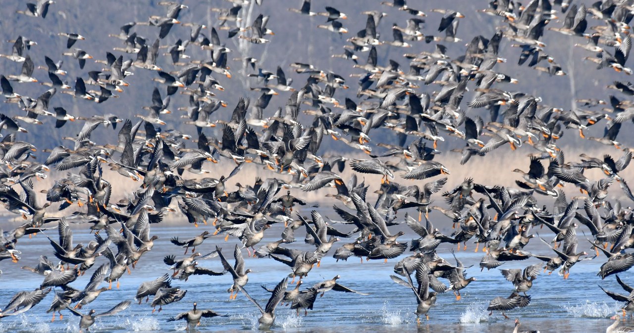 Tysiące gęsi latają w listopadzie nad Polską. To aż 10 gatunków Tysiące gęsi latają w listopadzie nad Polską. To aż 10 gatunków
