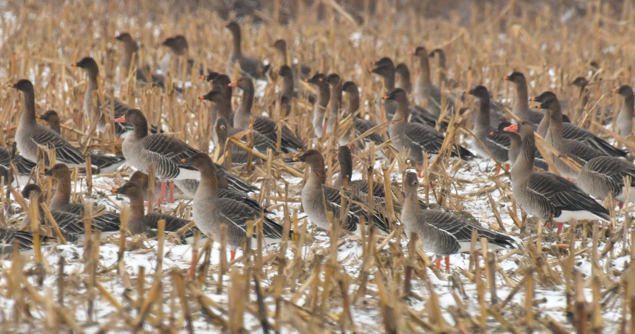 Gęsi latają nad Polską największymi stadami. Wiesz o co im chodzi?