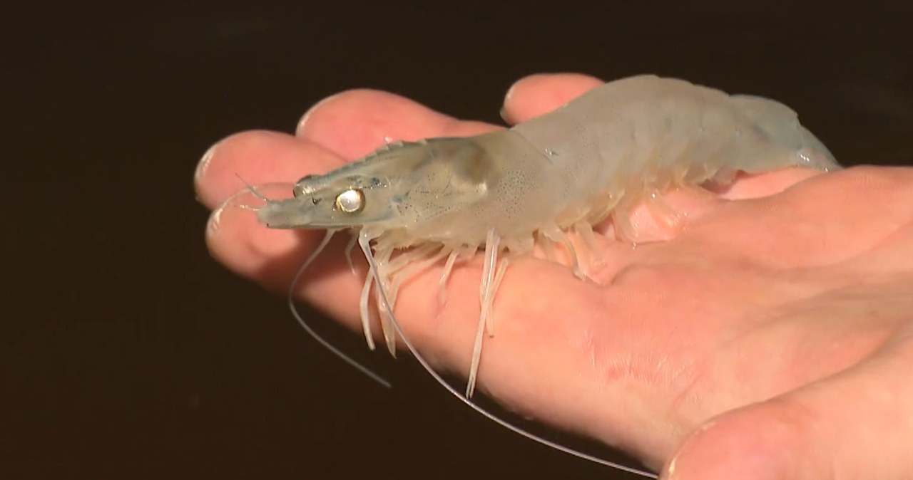 Polacy założyli jedyną taką hodowlę. Są całe białe, kucharze je kochają