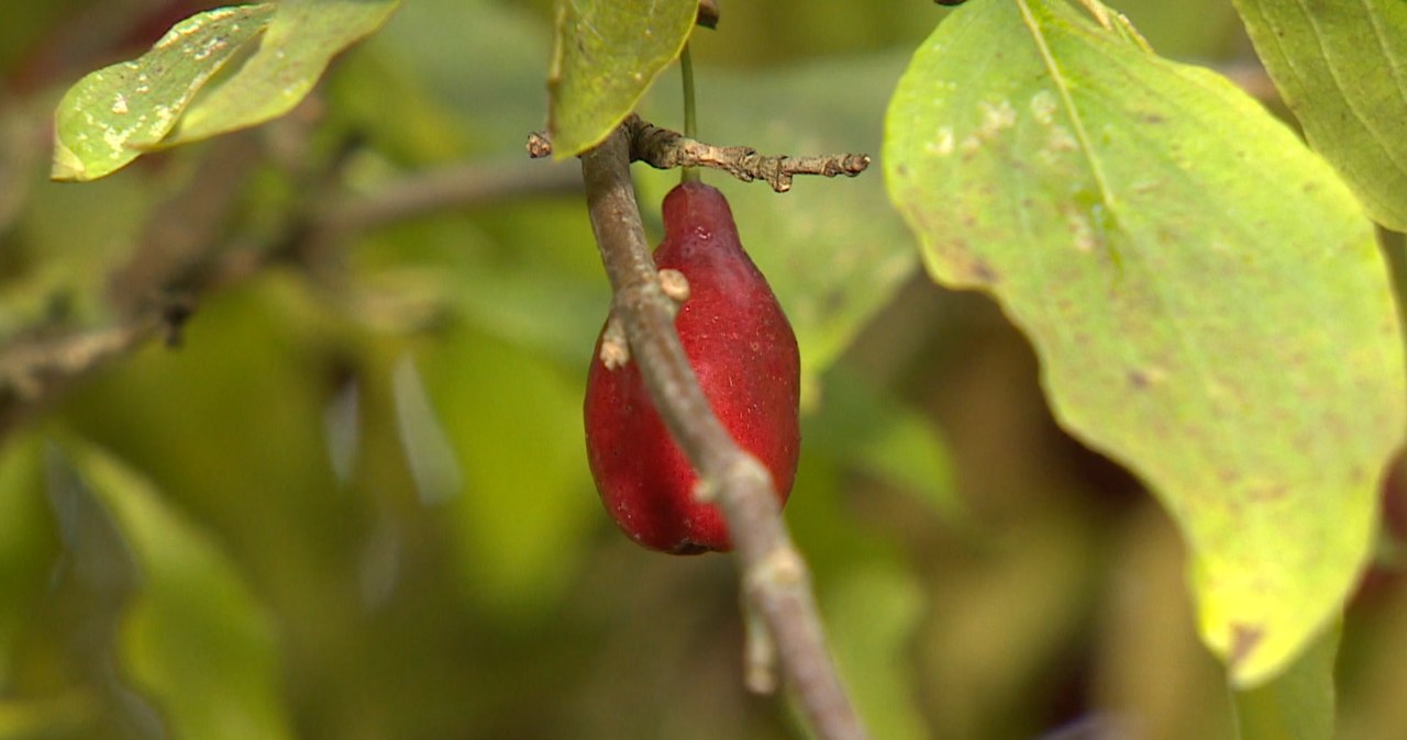 Hit w PRL-u, teraz wraca na stoły. Kiszony jest znany jako „polskie oliwki”