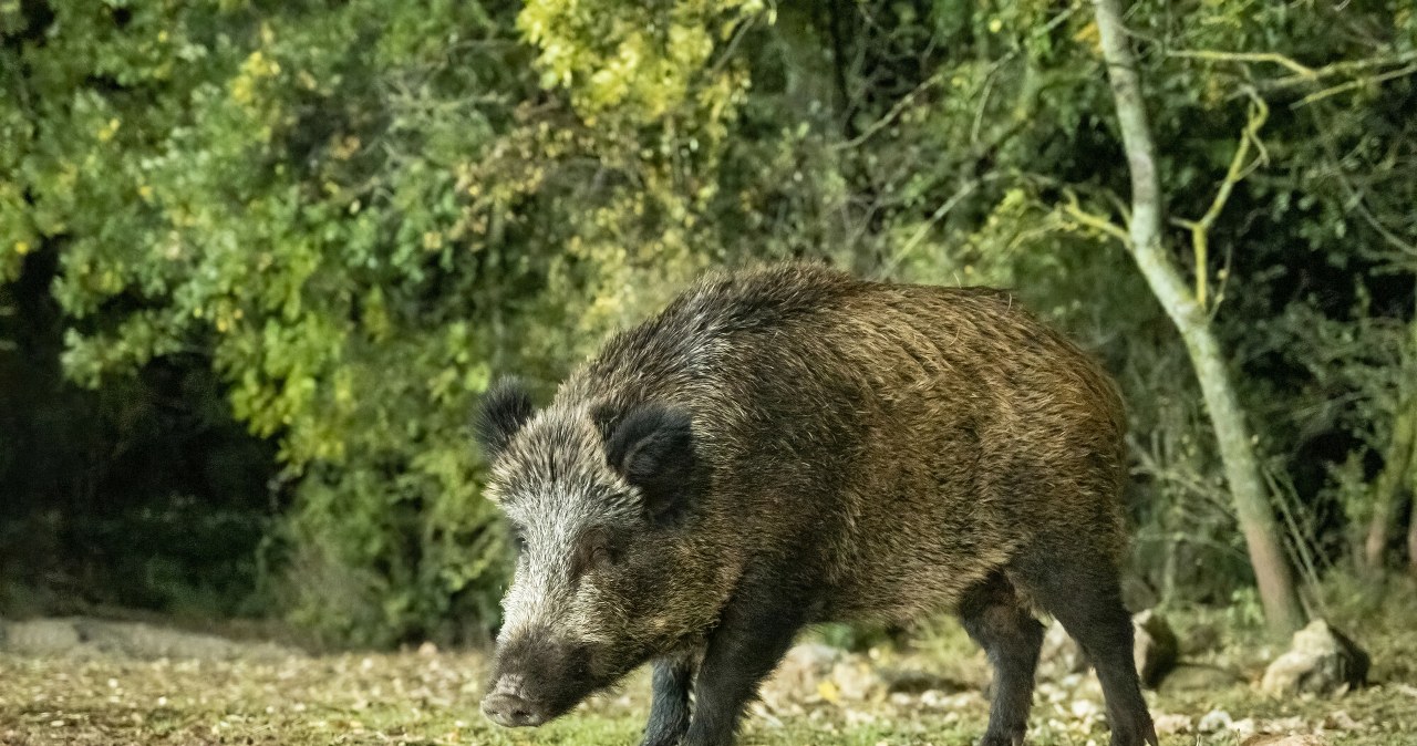 Wojsko będzie strzelać do dzików. Walka z wirusem nabrała rozpędu