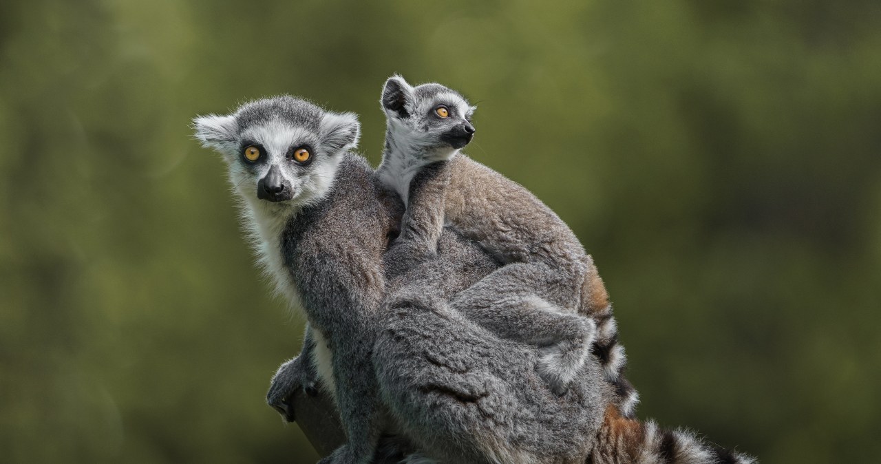Tysiące lemurów zjedzonych. Na Madagaskarze pożerają Króla Juliana