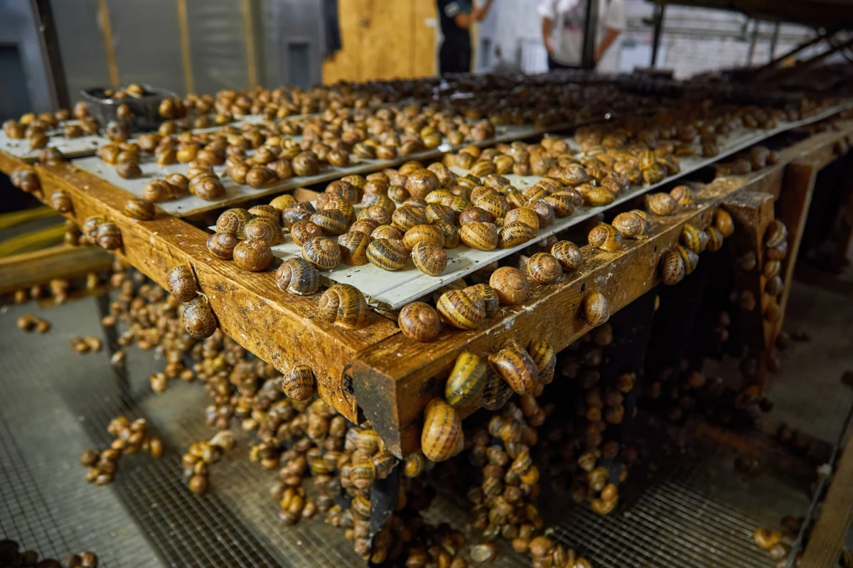 Pół tony ślimaków o wartości ok. 90 tysięcy euro skradziono z francuskiej farmy hodowlanej L'Escargot Des Grands Crus w pobliżu miasta Reims - przekazał portal stacji BBC. Farma zarówno hoduje ślimaki, jak też przygotowuje dla odbiorców produkty mrożone.