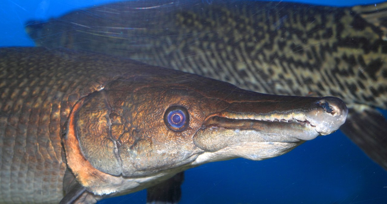 Kuba stawia wszystko na jedną kartę. Chce ochronić wielką rybę niszczukę