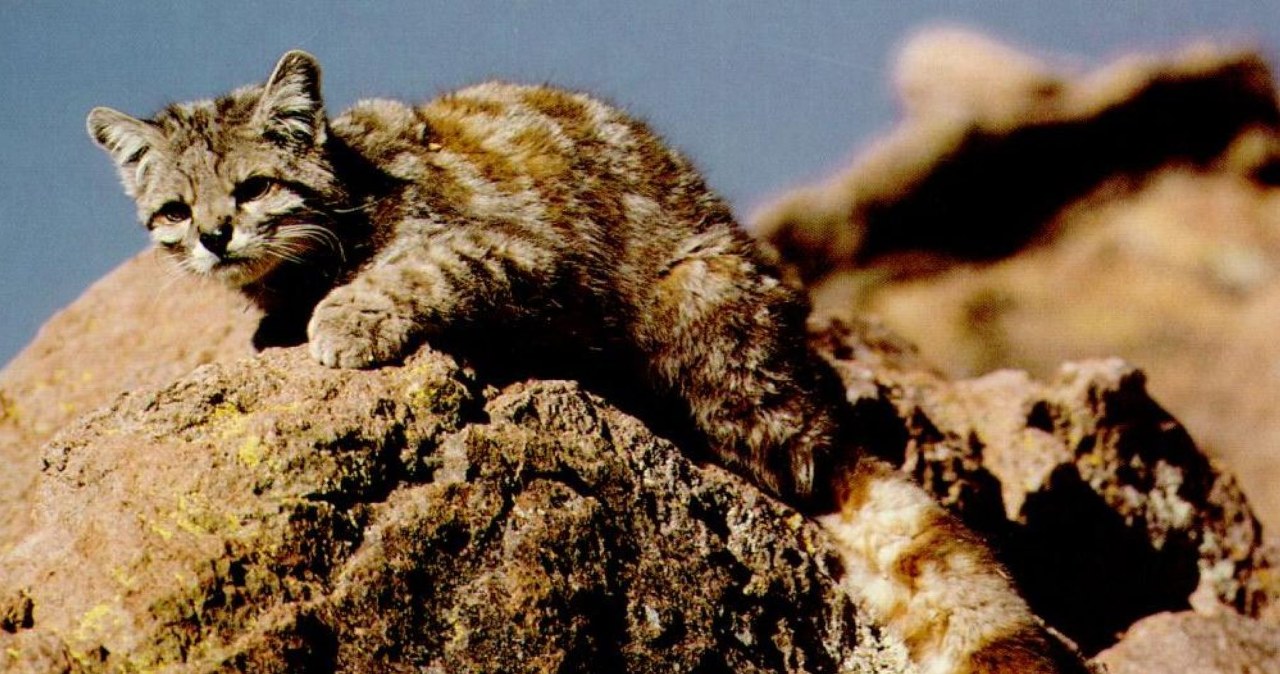 Ocelot andyjski wraca w góry. Kamery uchwyciły zwierzęta i ich piękne ogony