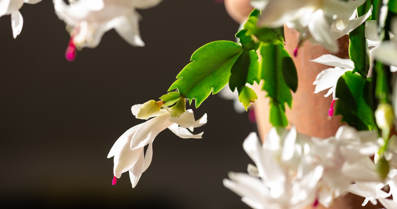 To ostatni moment, by zadbać o grudnika. Podlewaj go tym, a zakwitnie lada dzień