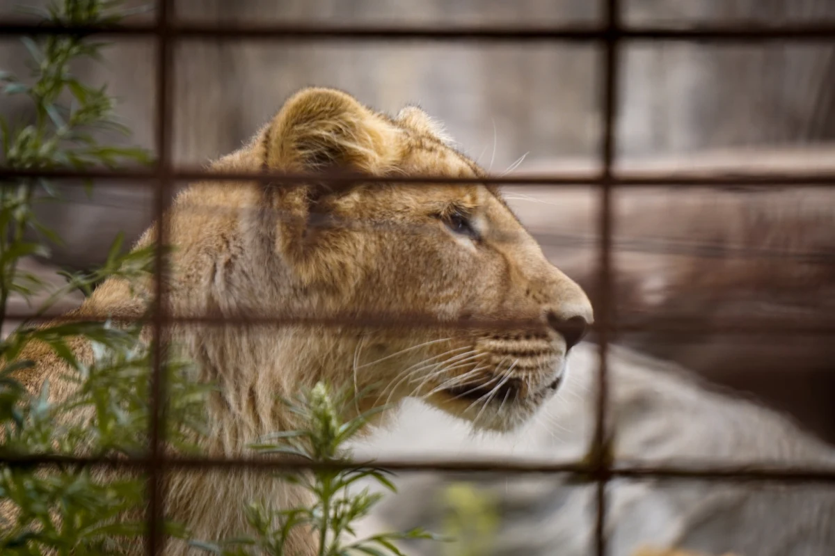 Dramat w Parku Zoobotanicznym Arruda Camara w Joao Pessoa w Brazylii. 19-latek pokonał 6-metrowy mur i ogrodzenie zabezpieczające i wtargnął na wybieg lwów. Zginął zagryziony przez jedno ze zwierząt. Wszystko to rozegrało się na oczach przerażonych zwiedzających. 