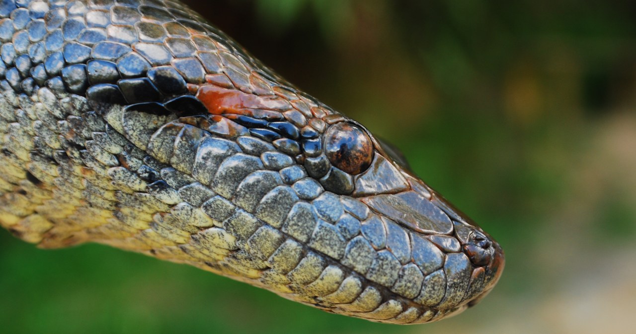 Anakonda stała się gigantycznym wężem. Miała ku temu powody